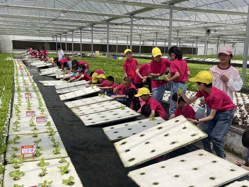 孩子们在胡寨村马妈妈农场里种植水培蔬菜。受访者供图