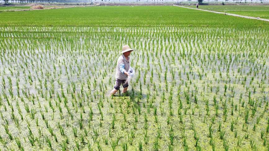 河南省洛阳市孟津区会盟镇黄河滩地高标准农田示范区内，农户在给水稻秧苗施肥。黄政伟摄