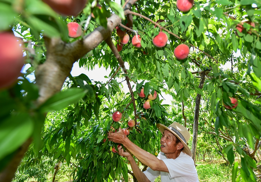 农户在鲜桃种植基地采摘鲜桃。黄政伟摄