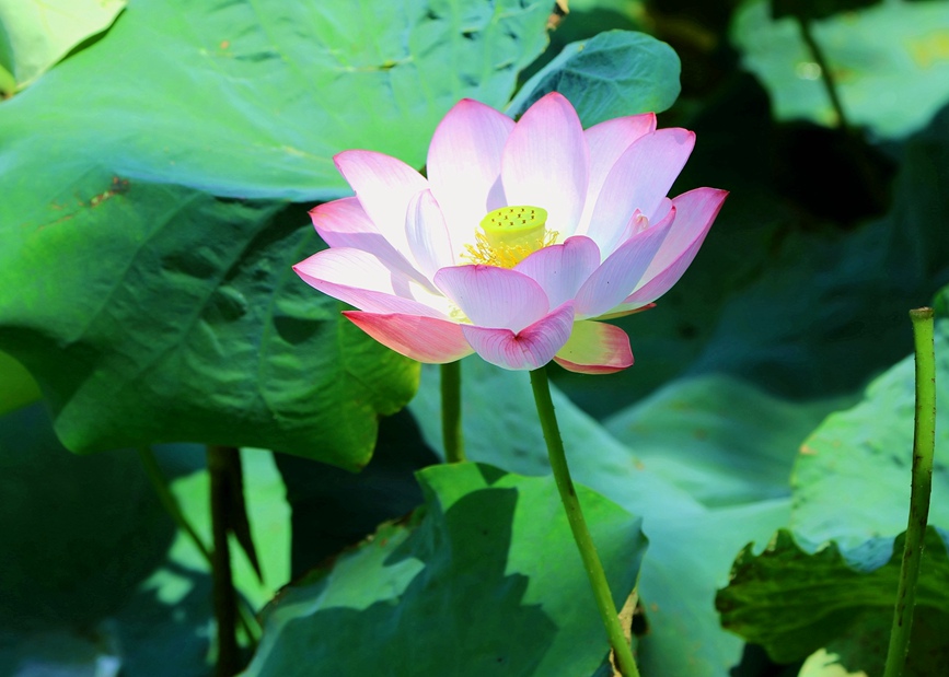 荷花娇艳欲滴。杨红涛 摄
