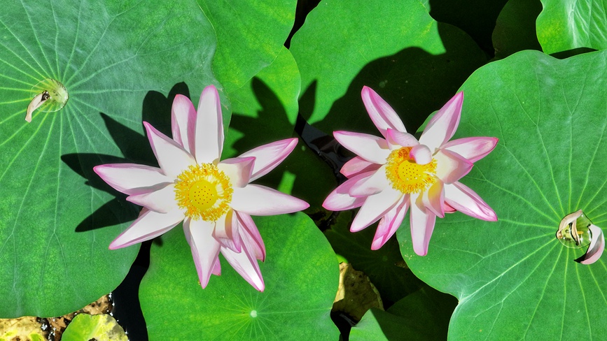 幽韵荷香。杨红涛 摄