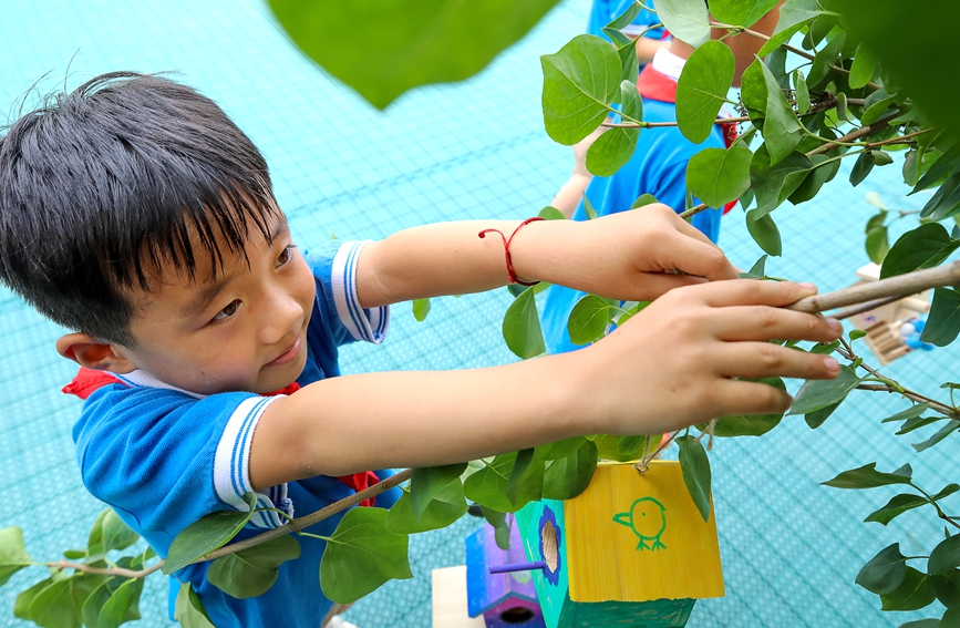 7月13日，安阳市高新区银杏南校“给小鸟安个家”暑期延时服务课，学生将制作的鸟屋挂上枝头。麻翛然摄 