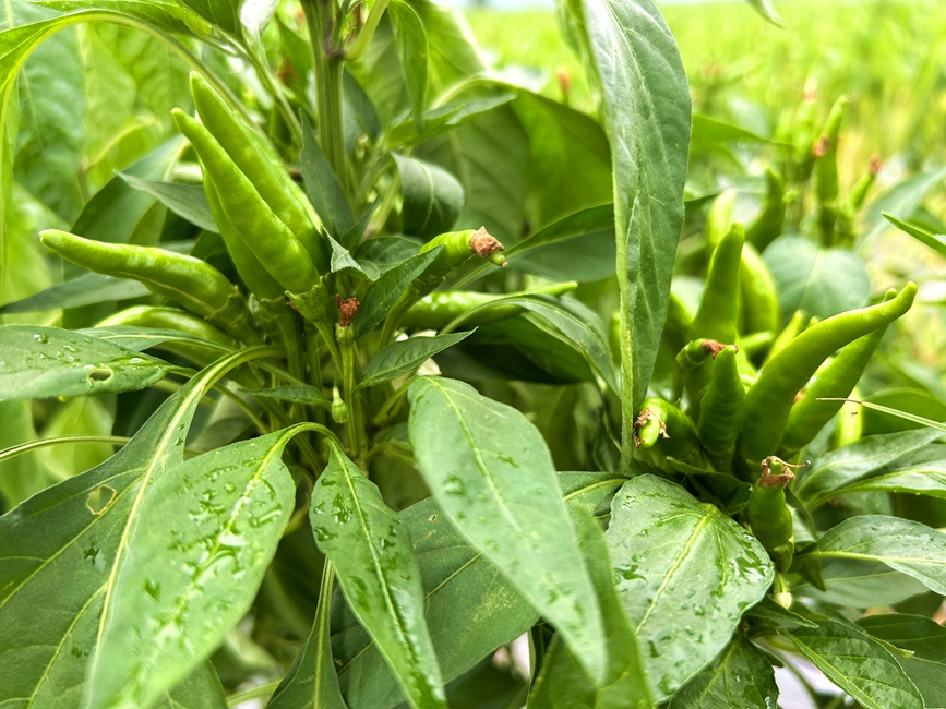 一簇簇朝天椒缀满枝头。徐铭摄