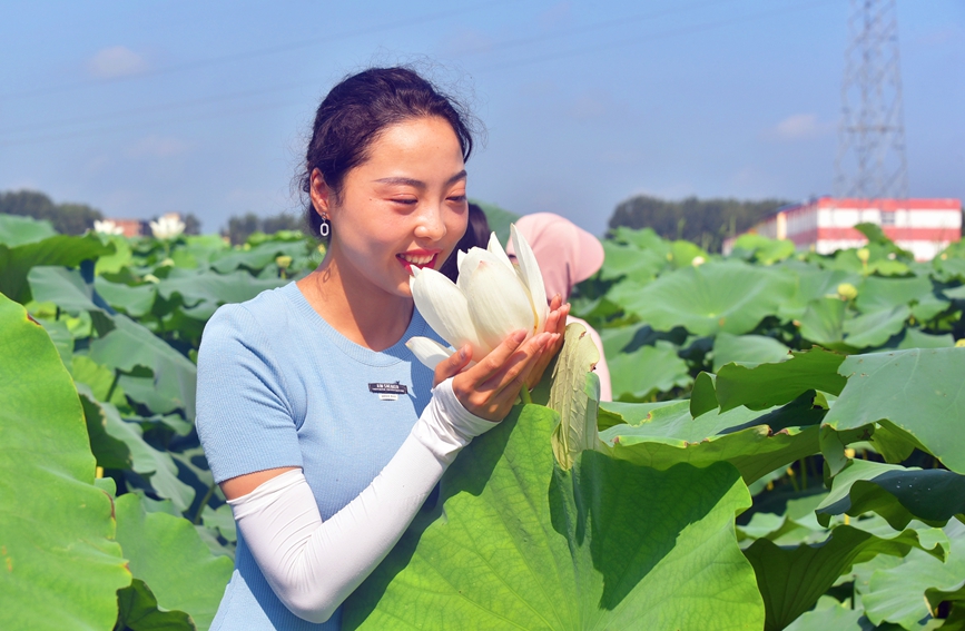 荷花绽放，吸引不少游客前来赏花游玩。申鸿皓摄