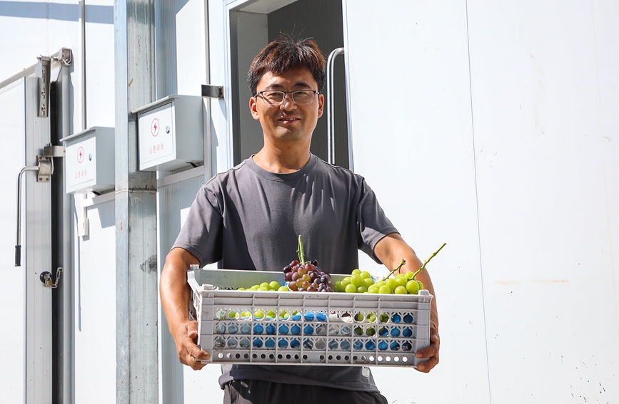 9月14日，万盛葡萄种植合作社冷库外，原鹏飞把储藏的葡萄搬出来准备销售。麻翛然摄