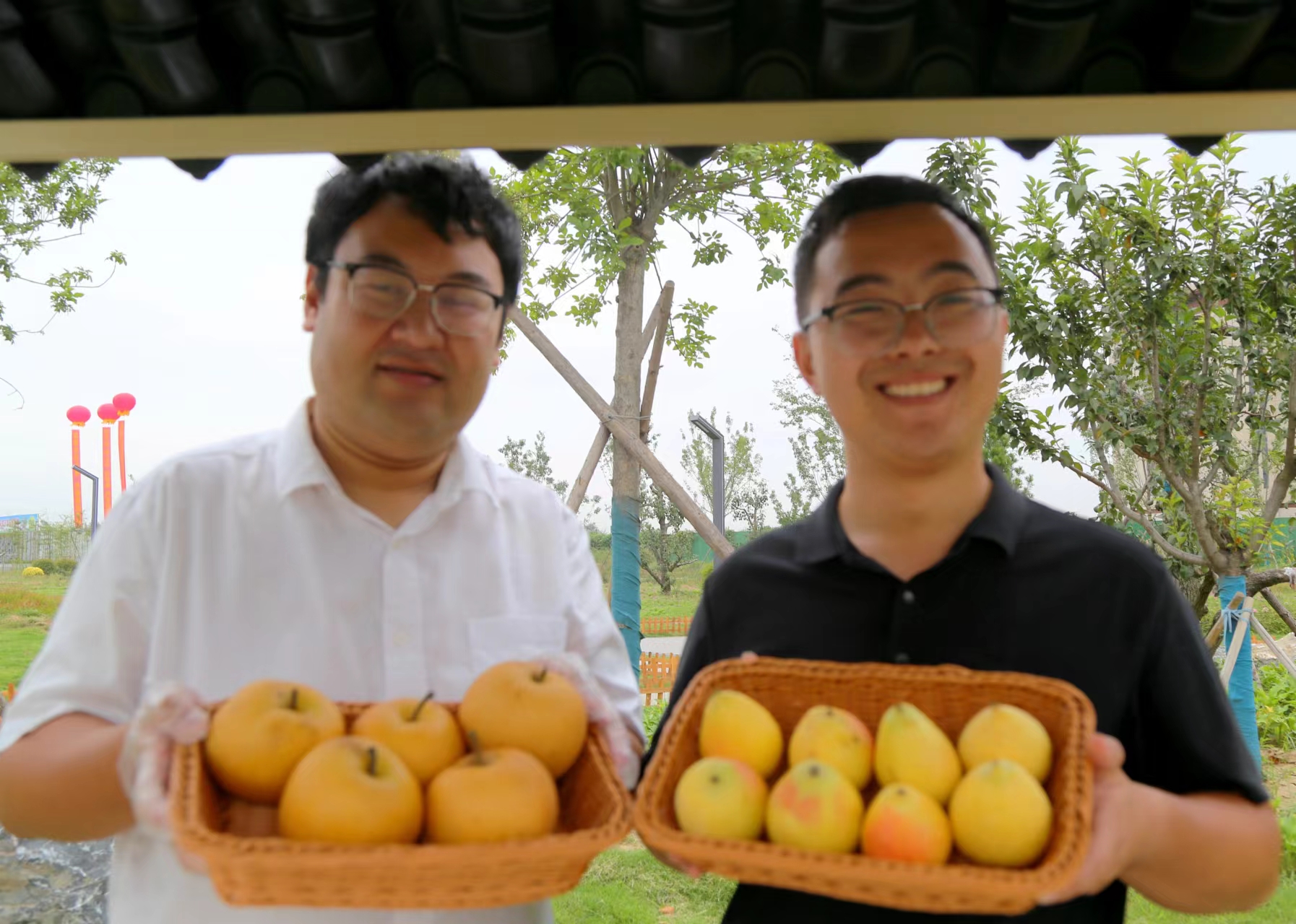 累累碩果壓枝頭 一樹金黃一樹綠。寧陵縣委宣傳部供圖
