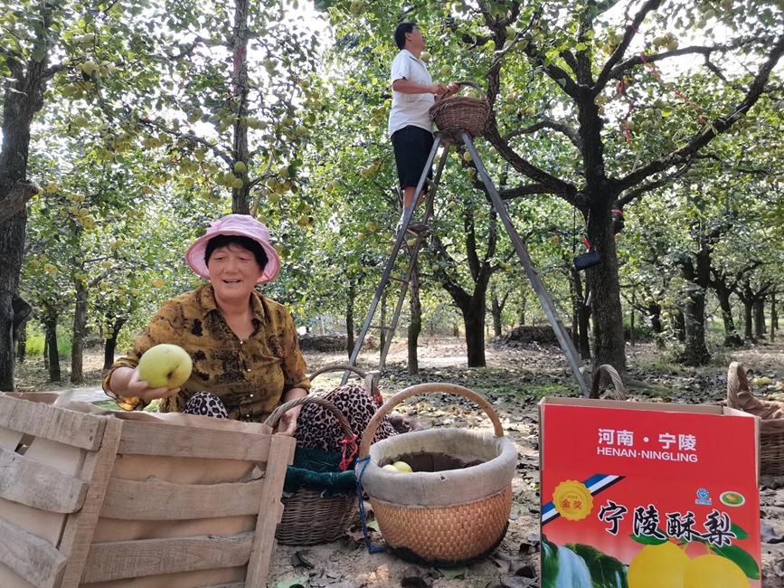 累累碩果壓枝頭 一樹金黃一樹綠。寧陵縣委宣傳部供圖