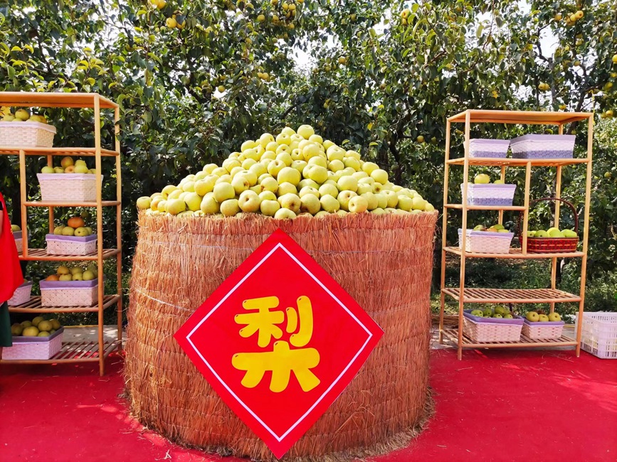 累累碩果壓枝頭 一樹金黃一樹綠。寧陵縣委宣傳部供圖