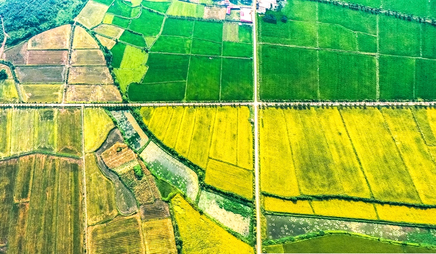空中俯瞰商城县鄢岗镇万亩再生稻示范基地，叠翠流金，“丰”景如画。胡广才摄