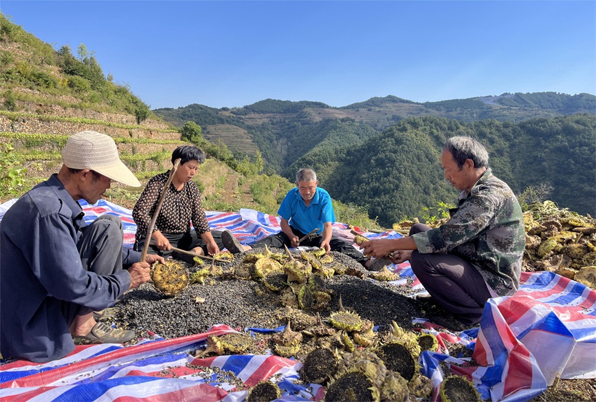 洛阳市汝阳县十八盘乡登山村集体经济种植的百亩油葵，籽粒饱满，迎来了丰收。 曹宝琼摄