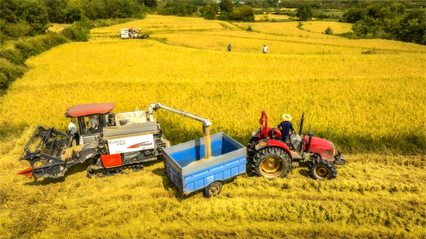 眼下，光山县85万亩水稻陆续成熟，田野泛起层层金色波浪，好一幅色彩明快的田园画卷。梅曙贤摄