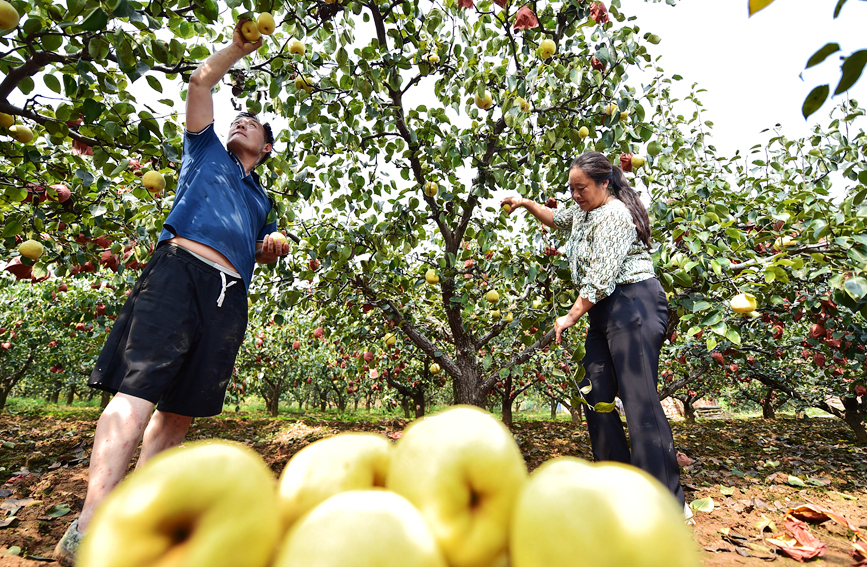 果農在河南洛陽市孟津區會盟鎮鐵爐村“孟津梨”種植基地採摘鮮梨。 黃政偉攝