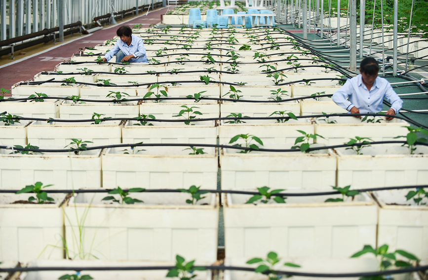 工人在孟津区送庄镇洋丰农业生态园智能化大棚内，管理养护无土栽培的蔬菜。黄政伟摄