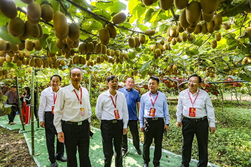 奇异果体育网页入口2023年中国（西峡）猕猴桃丰收节暨招商引资大会举行(图1)