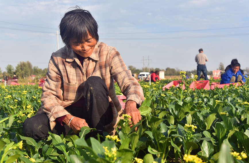 工人在蔬菜基地采收蔬菜。申鸿皓摄