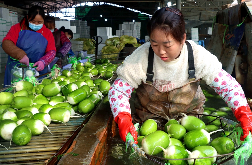河南省内黄县小黄滩村农民把收获的萝卜打包外销。刘肖坤 摄
