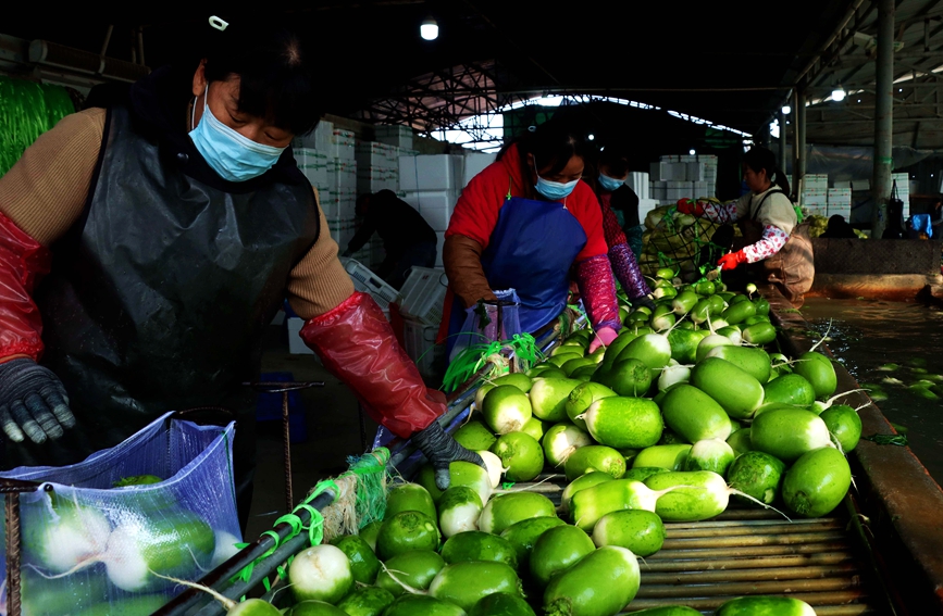 河南省内黄县小黄滩村农民把收获的萝卜打包外销。刘肖坤 摄