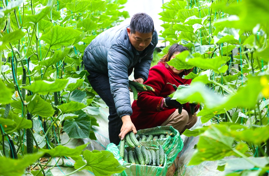 村民在采摘黄瓜。谢万柏摄