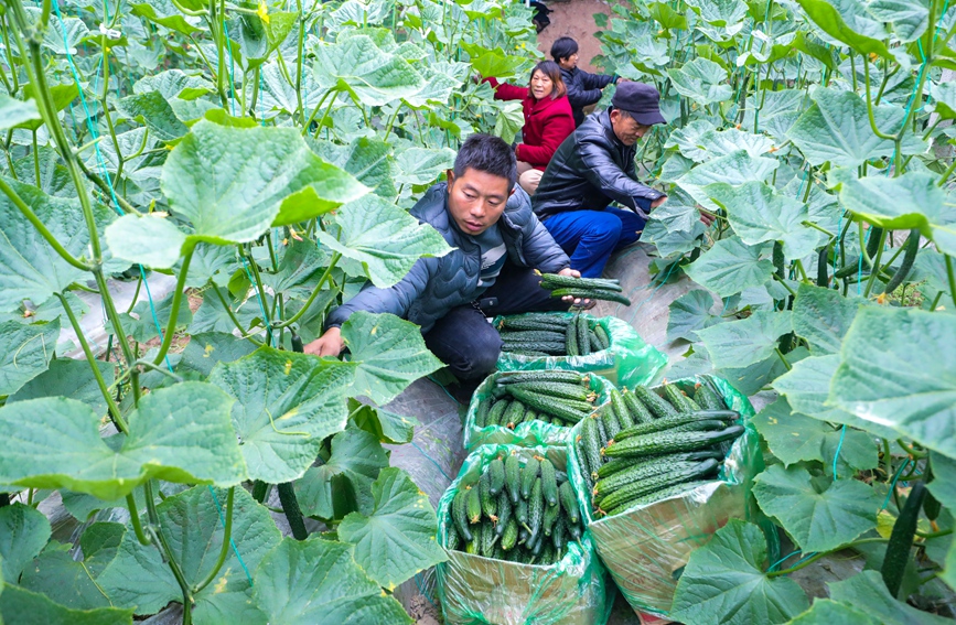 村民在采摘黄瓜。谢万柏摄