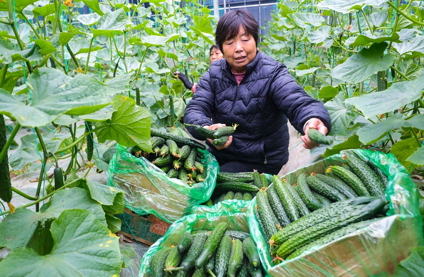 村民在采摘黄瓜。谢万柏摄