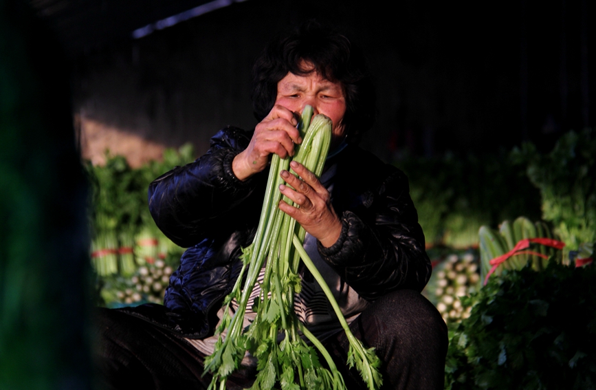 河南省安阳市内黄县马上乡农民在采收芹菜。刘肖坤摄
