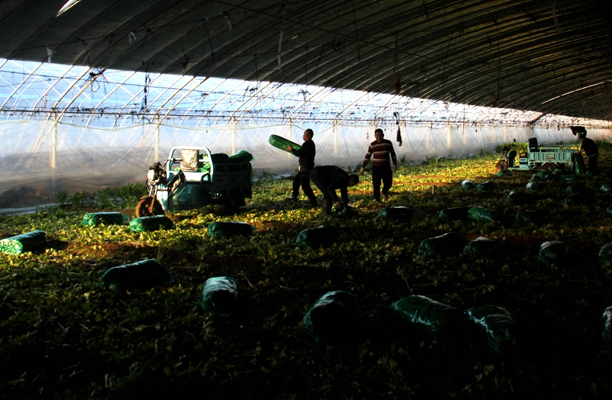 河南省安陽市內黃縣馬上鄉農民在採收芹菜。劉肖坤攝