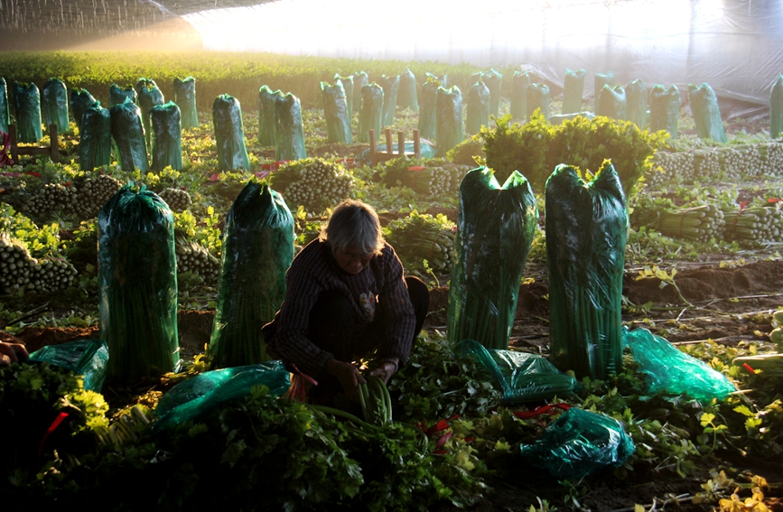 河南省安陽市內黃縣馬上鄉農民在採收芹菜。劉肖坤攝