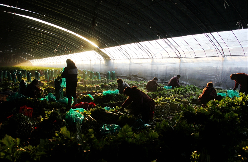 河南省安阳市内黄县马上乡农民在采收芹菜。刘肖坤摄