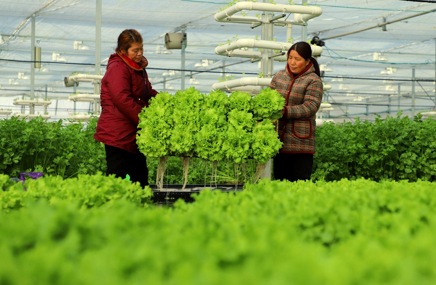 1月27日，內鄉縣中以高效農業科技園水培種植溫室大棚裡，工人正在採收生菜。高嵩攝