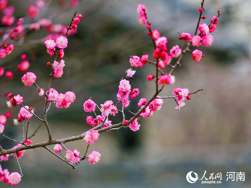 红梅吐蕊枝头俏。人民网 程明辉摄