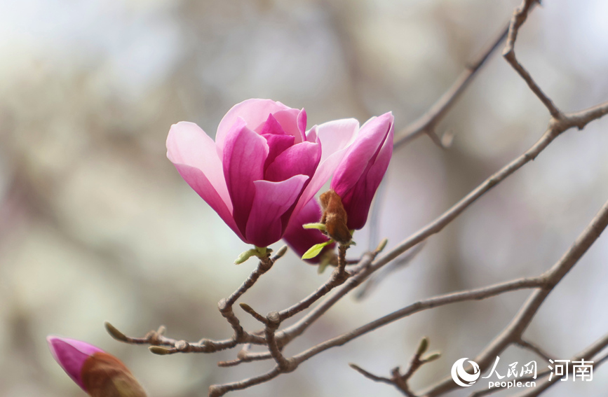 玉兰花开。人民网 程明辉摄