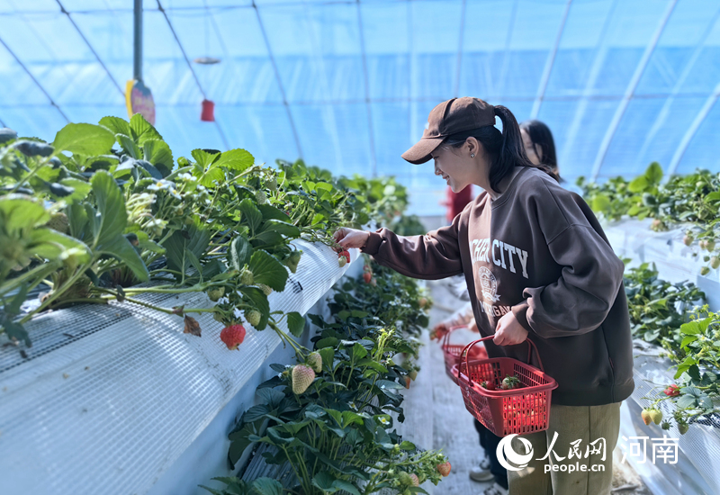 郑州市民在草莓基地采摘草莓。人民网 侯琳琳摄