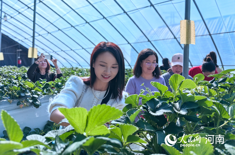 郑州市民在草莓基地采摘草莓。人民网 侯琳琳摄