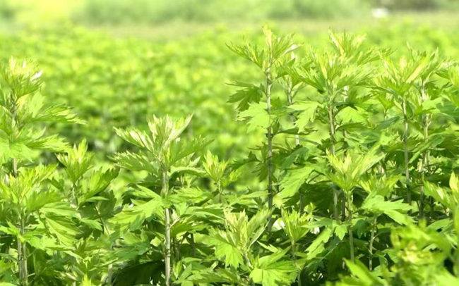 新密艾草，香味纯正，药效浓厚，名动天下，被称为“中原神草”。