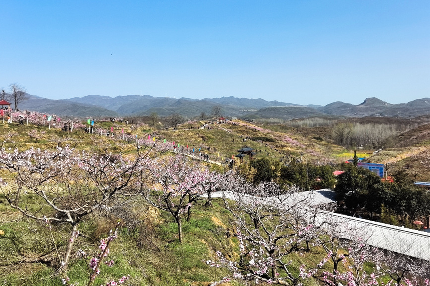 万亩桃花开。王永安摄