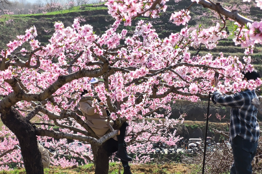 盛开的桃花娇艳欲滴。王永安摄