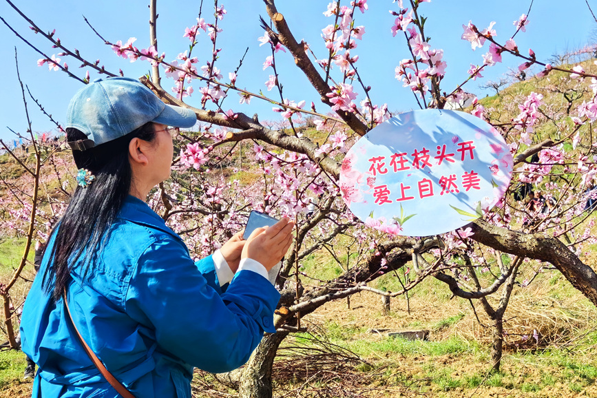 桃花盛开醉游人。王永安摄