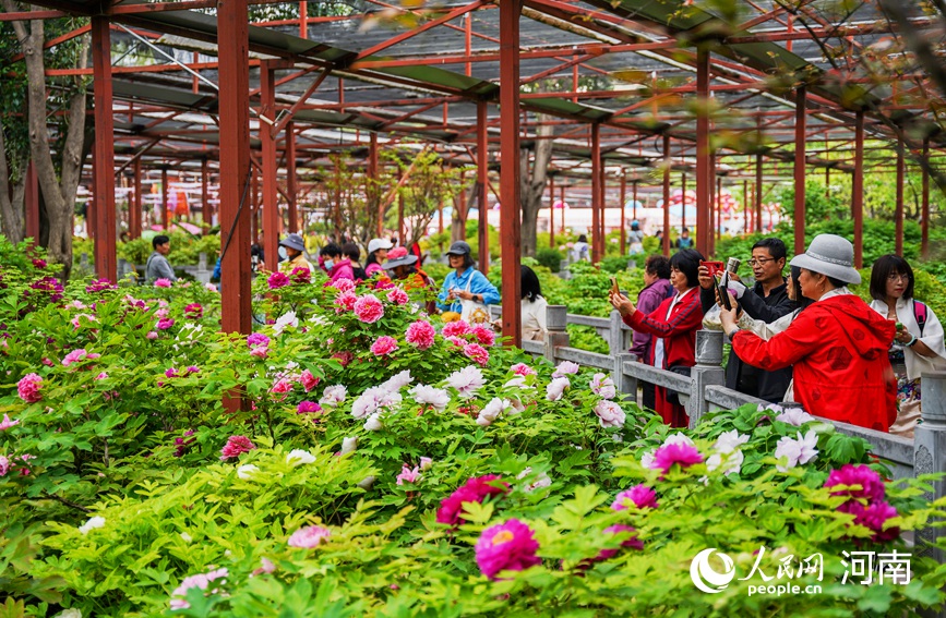 游客在河南洛陽王城公園內賞花拍照。侯琳琳攝