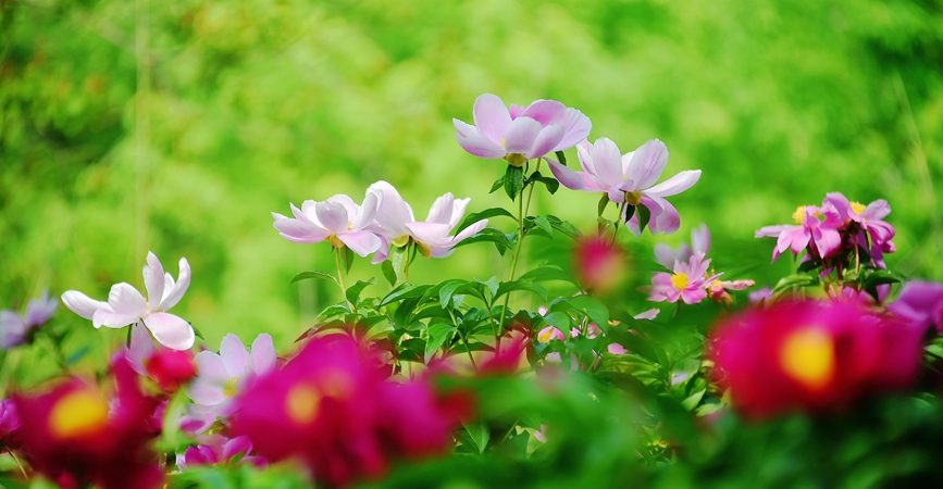 芍药花开惹人醉