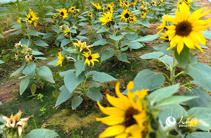 地上种满了小向日葵。人民网 侯琳琳摄