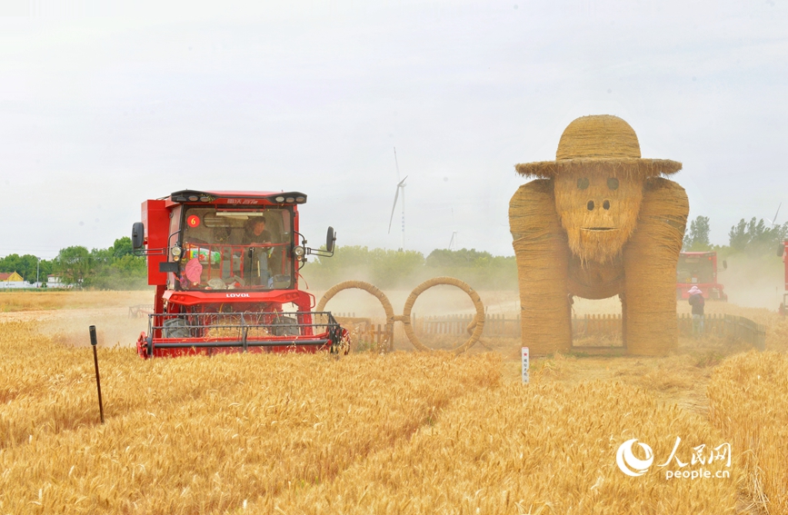 河南漯河市贾湖田园综合体项目抢收小麦现场。人民网 程明辉摄