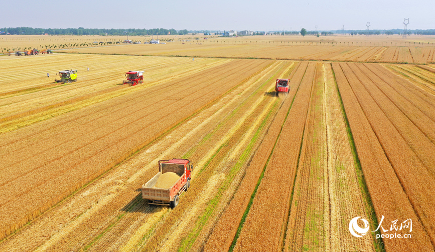 河南省：夏の好「豊」景小麦の収穫が忙しい 