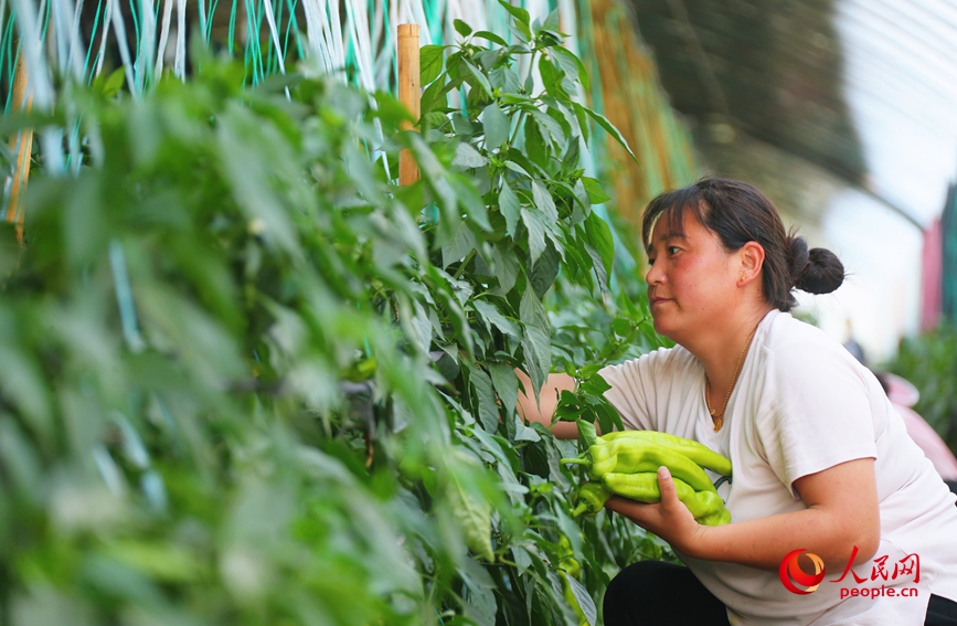 在河南省开封市杞县沙沃乡王大夫庄果蔬种植基地，蔬菜长势喜人。人民网 霍亚平摄