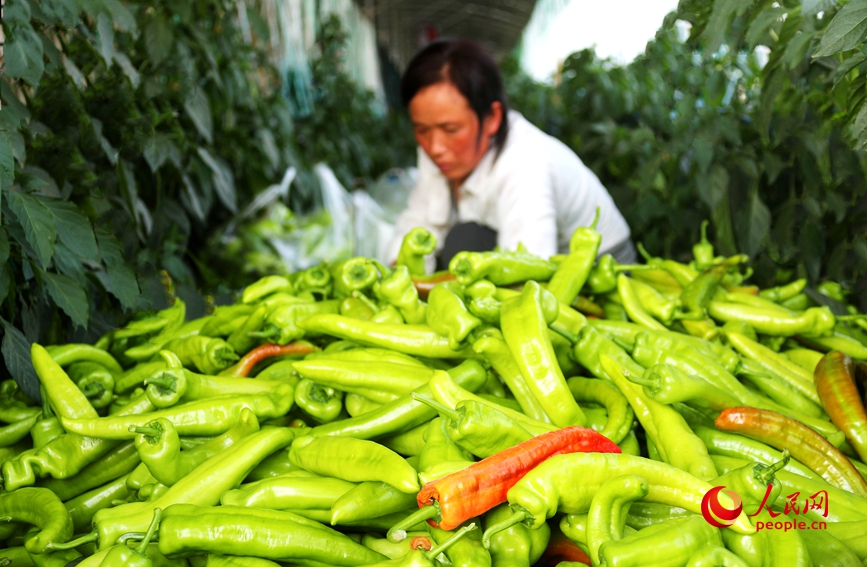 在河南省开封市杞县沙沃乡王大夫庄果蔬种植基地，蔬菜长势喜人。人民网 霍亚平摄