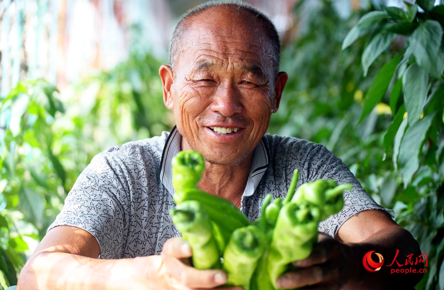 在河南省开封市杞县沙沃乡王大夫庄果蔬种植基地，蔬菜长势喜人。人民网 霍亚平摄