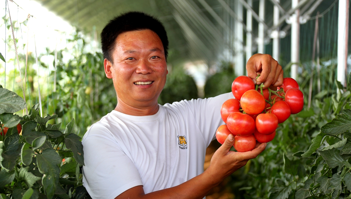在河南省開封市杞縣沙沃鄉王大夫庄果蔬種植基地，蔬菜長勢喜人。