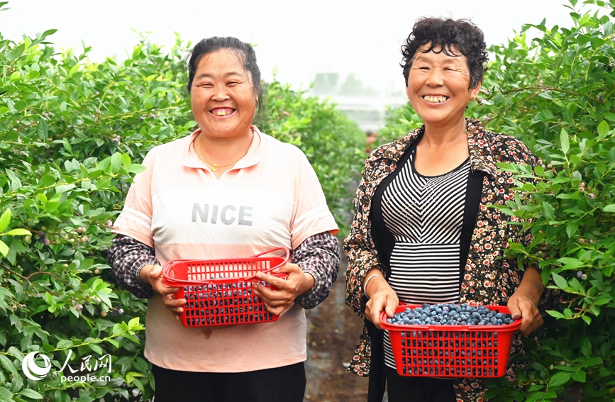 藍莓豐收，村民笑開顏。人民網 辛靜攝