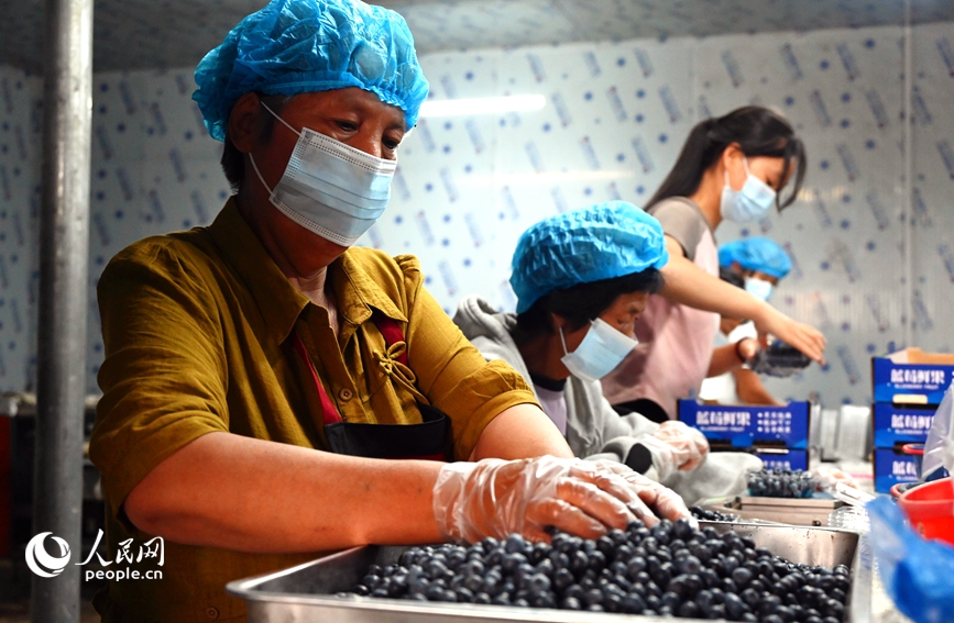 工人在分拣包装蓝莓。人民网 辛静摄