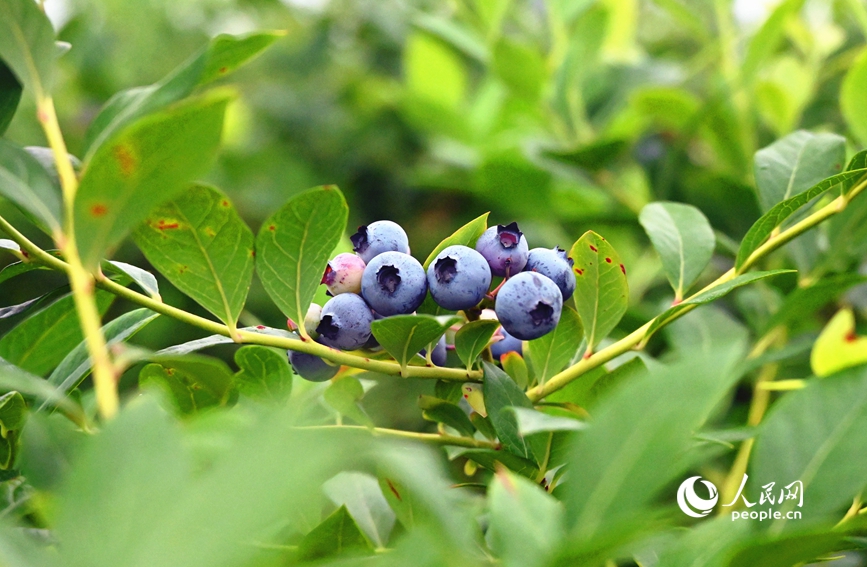 枝头的蓝莓晶莹剔透。人民网 辛静摄