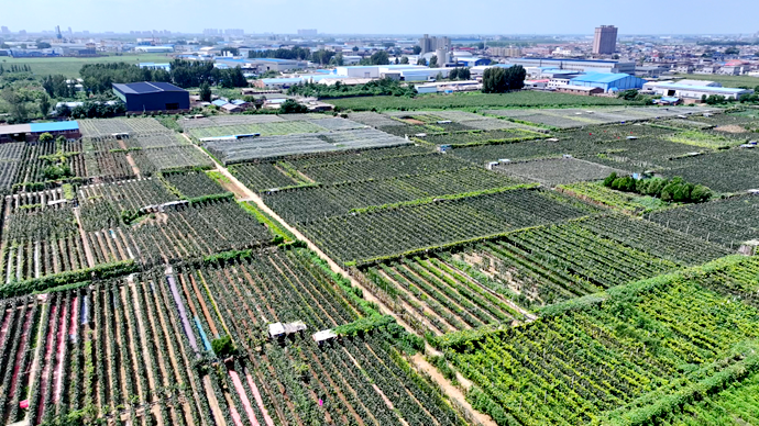 俯瞰凤泉葡萄园。